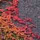 Illustration for article titled Shooting Challenge Fall Leaves Gallery 11